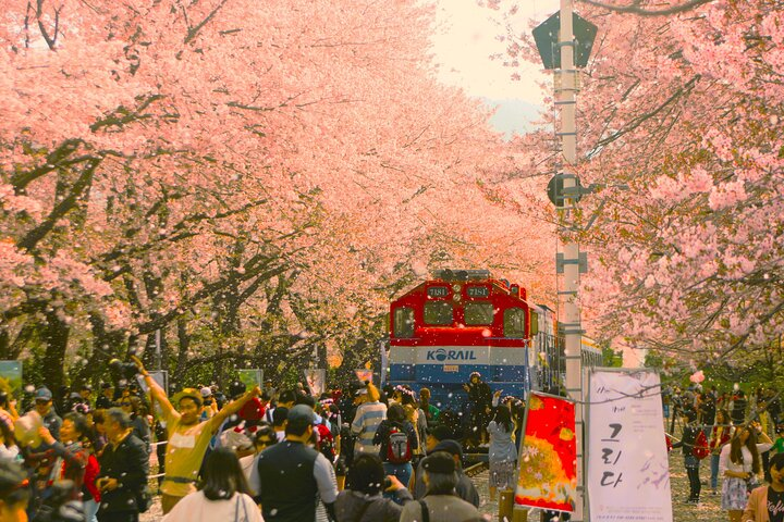 Jinhae Cherry blossom Festival tour - Photo 1 of 10